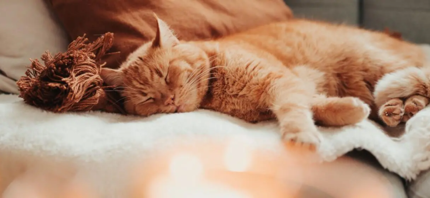 Хвороба Лайма у кішок