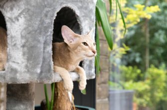 Як облаштувати безпечне житло вашому котику