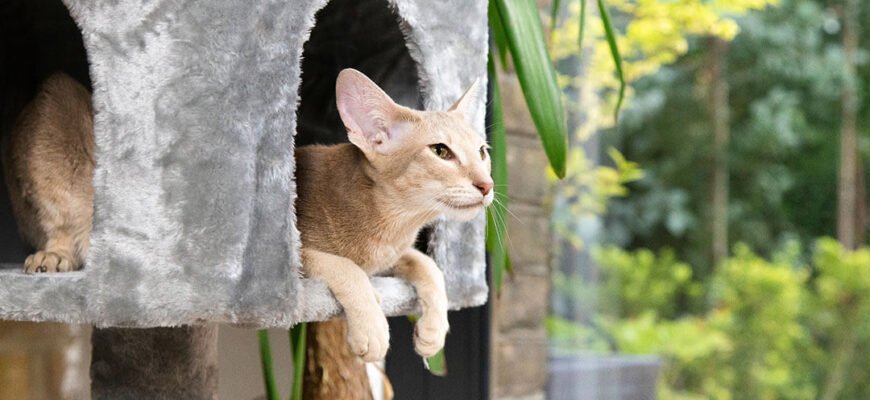 Як облаштувати безпечне житло вашому котику