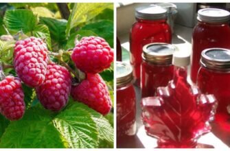 Як приготувати домашній сироп з малини: покрокова інструкція