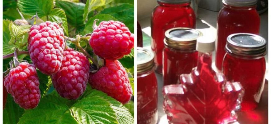 Як приготувати домашній сироп з малини: покрокова інструкція