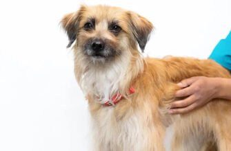 Короста у собак: як розпізнати, лікувати та запобігти?