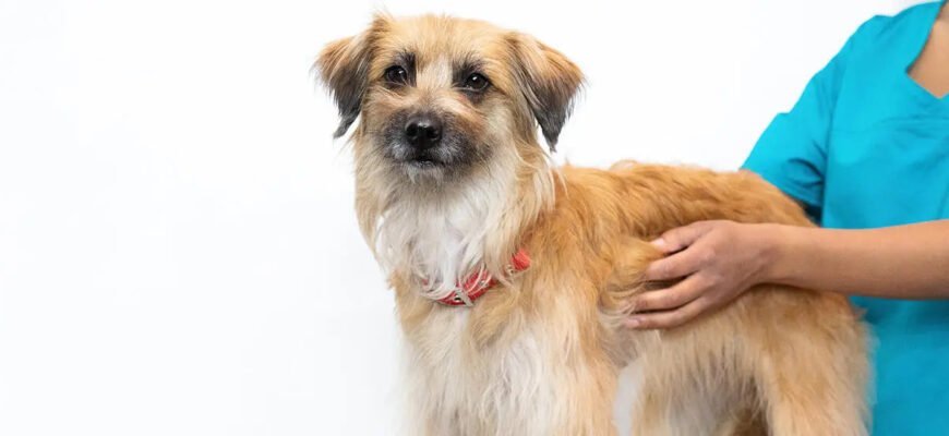 Короста у собак: як розпізнати, лікувати та запобігти?