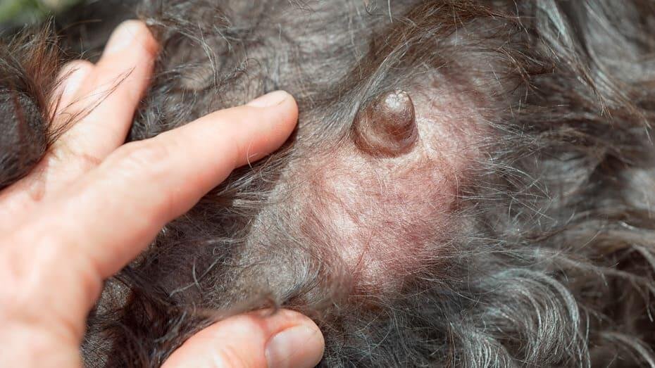 сосок собаки