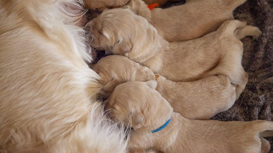 собака годує молоком цуценят