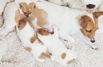 Мастит у собак