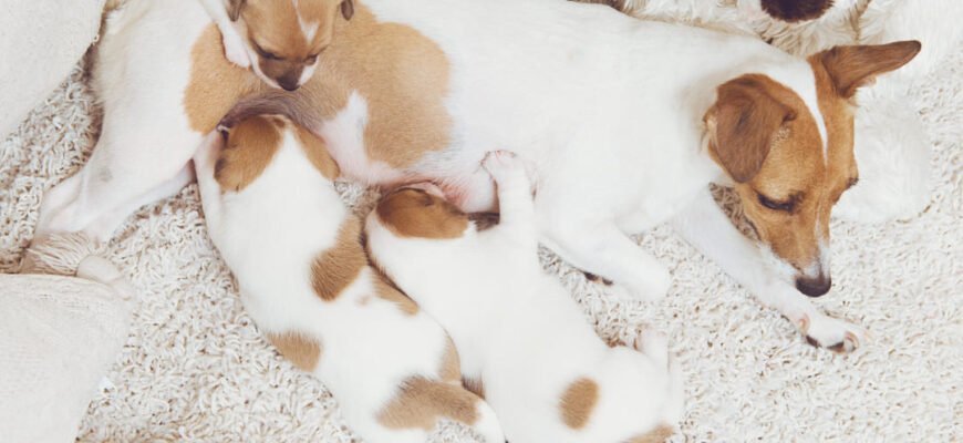 Мастит у собак