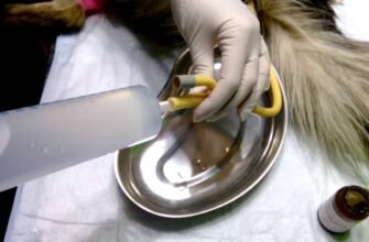 Як правильно та безпечно зробити клізму вашій собаці вдома: поради й інструкції