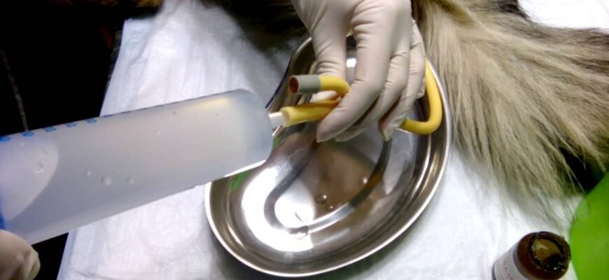 Як правильно та безпечно зробити клізму вашій собаці вдома: поради й інструкції