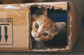 Розумова стимуляція домашнього кота