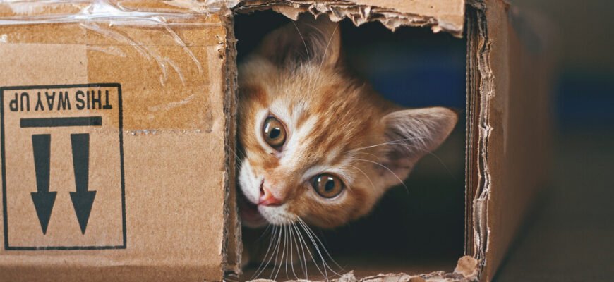 Розумова стимуляція домашнього кота