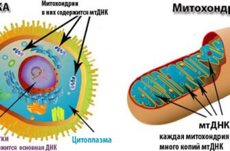 Мітохондрія це: основна енергетична станція клітини та її роль