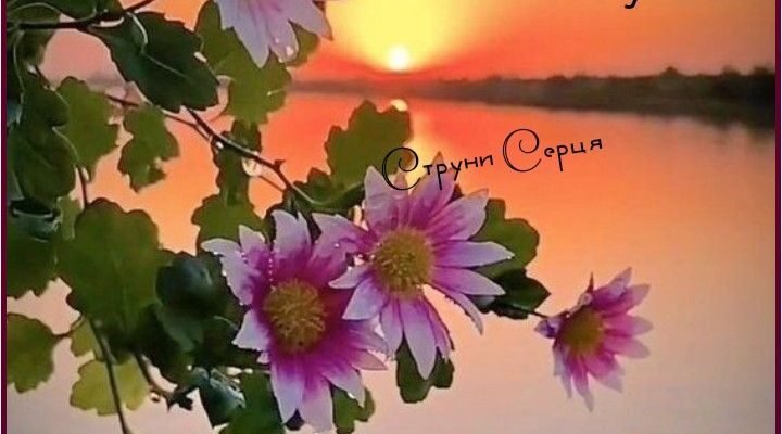 Мій коханий, добраніч! Нехай тобі насниться чарівна мрія