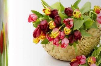 Моя дорога і улюблена тітка! Вітаю вас з днем народження