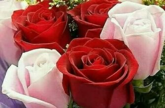 Моя найніжніша мамо, з днем народження!