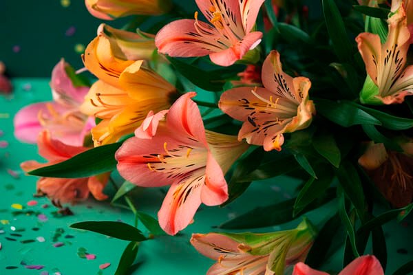 Мила хрещенице, вітаю тебе з днем народження