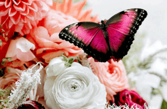 Милу і чудову мою тещу вітаю з днем народження