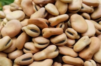 Біб це: користь, вирощування та використання в українській кухні