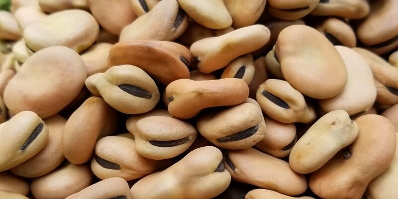 Біб це: користь, вирощування та використання в українській кухні