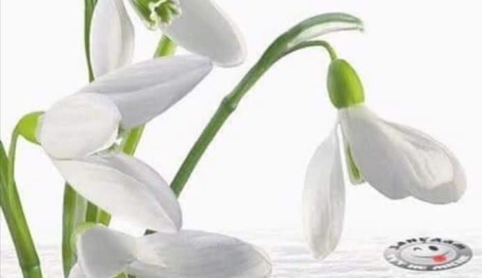 Нехай Різдво у вишиванці, розбудить вас щасливо вранці!