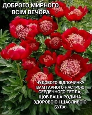 Нехай свіжий весняний вітер принесе святковий настрій кожній жінці Нехай свіжий весняний вітер принесе святковий настрій кожній жінці