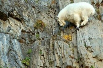 Один гірський козел вирішив піднятися на вершину найвищої скелі