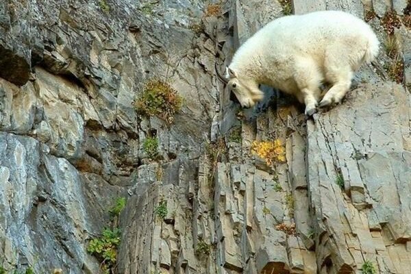 Один гірський козел вирішив піднятися на вершину найвищої скелі
