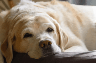 Дирофіляріоз собак