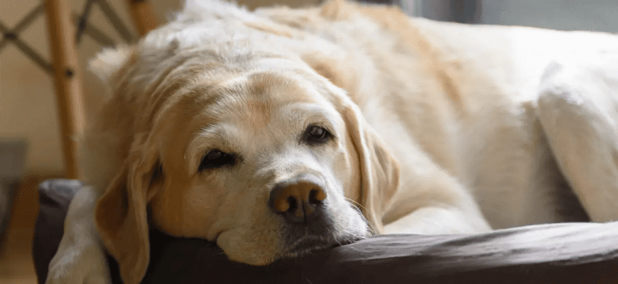 Дирофіляріоз собак