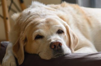 Кашель у собаки: причини, симптоми та коли варто бити на сполох