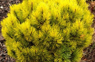 Офір: таємниця легендарної зниклої землі та її скарби