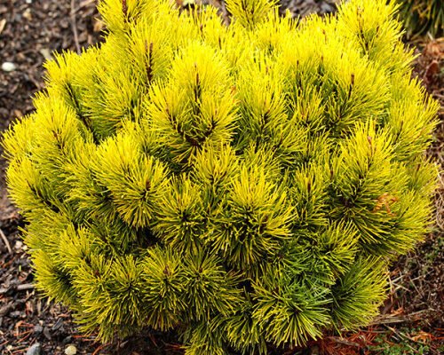 Офір: таємниця легендарної зниклої землі та її скарби