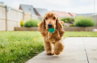 Ігри з собаками: 5 веселих ігор на свіжому повітрі з собакою