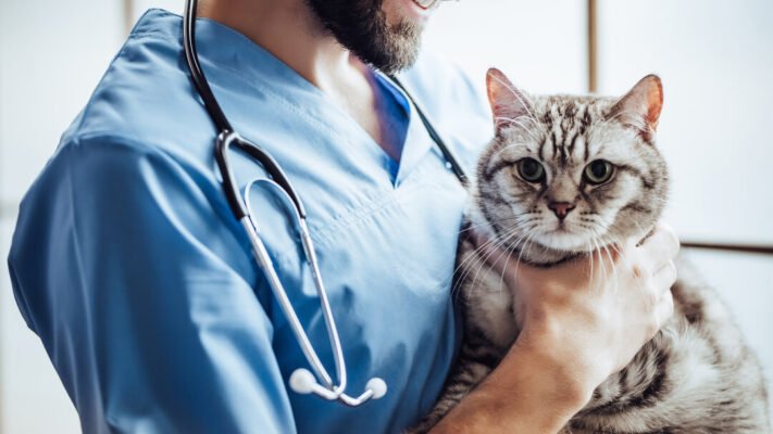 Панкреатит у кота