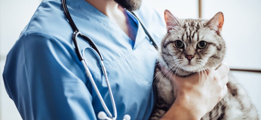 Панкреатит у кота