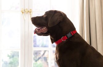 Панкреатит у собак