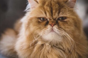 Проблеми з диханням у пласкомордих порід котів