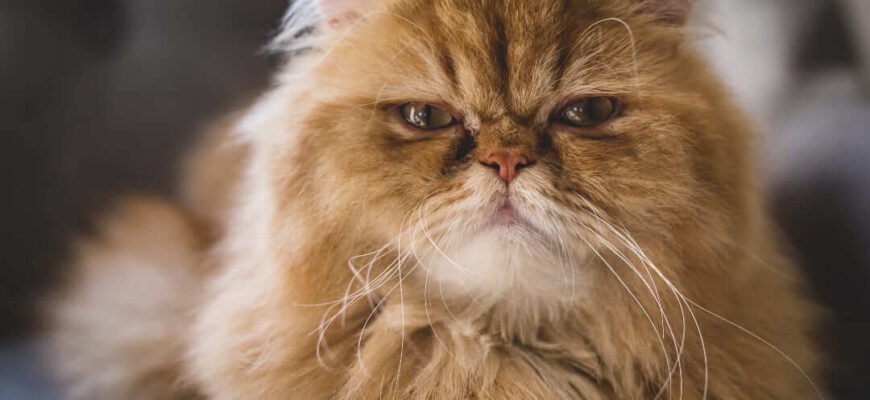 Проблеми з диханням у пласкомордих порід котів