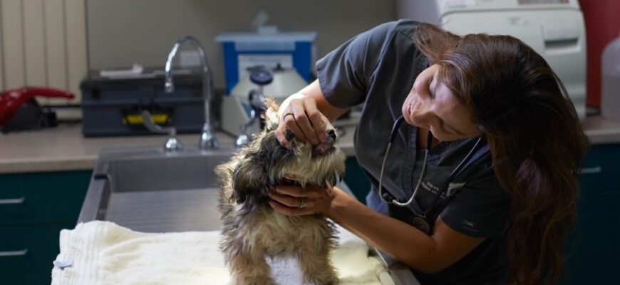 Сказ у собак