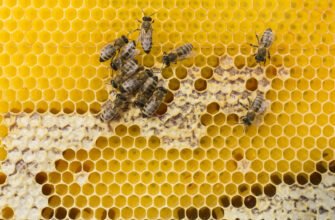 Як створити якісний бджолиний підмор: покрокова інструкція для пасічників