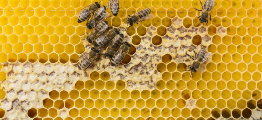 Як створити якісний бджолиний підмор: покрокова інструкція для пасічників