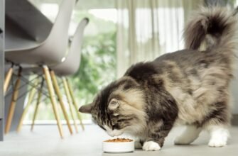 Як вибрати сухий корм для кота?