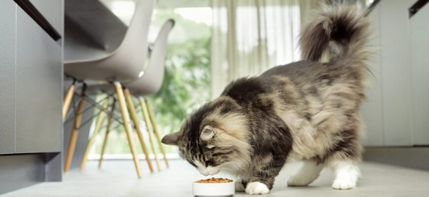 Як вибрати сухий корм для кота?