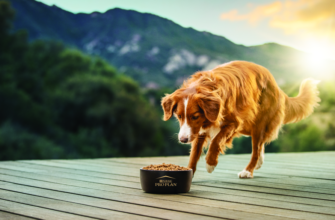 Як вибрати корм для собаки: 5 головних порад