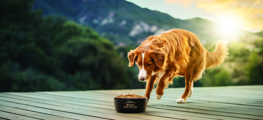 Як вибрати корм для собаки: 5 головних порад