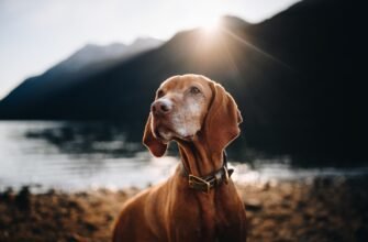 Як вибрати супер преміум корм для собак