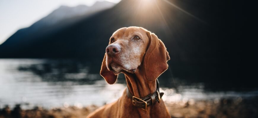Як вибрати супер преміум корм для собак