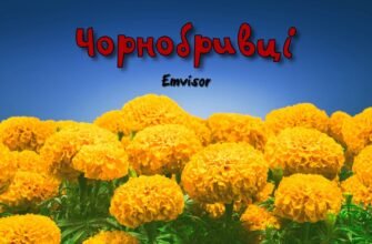 Прабабуля моя дорога! Кожна зморшка твоя – промінчик тепла