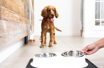 Перші кроки собаки в новому будинку