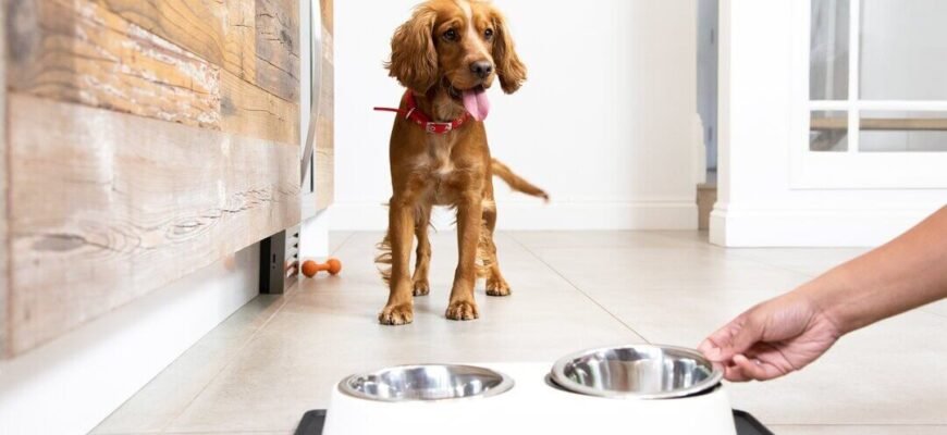 Перші кроки собаки в новому будинку